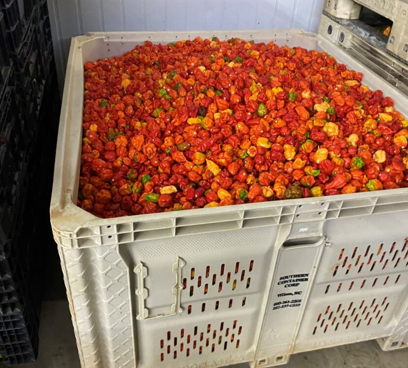 Hot peppers being harvested in upstate despite major flooding losses.