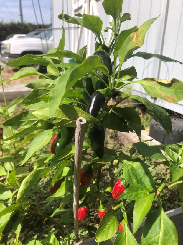 Jalapeno Pepper.