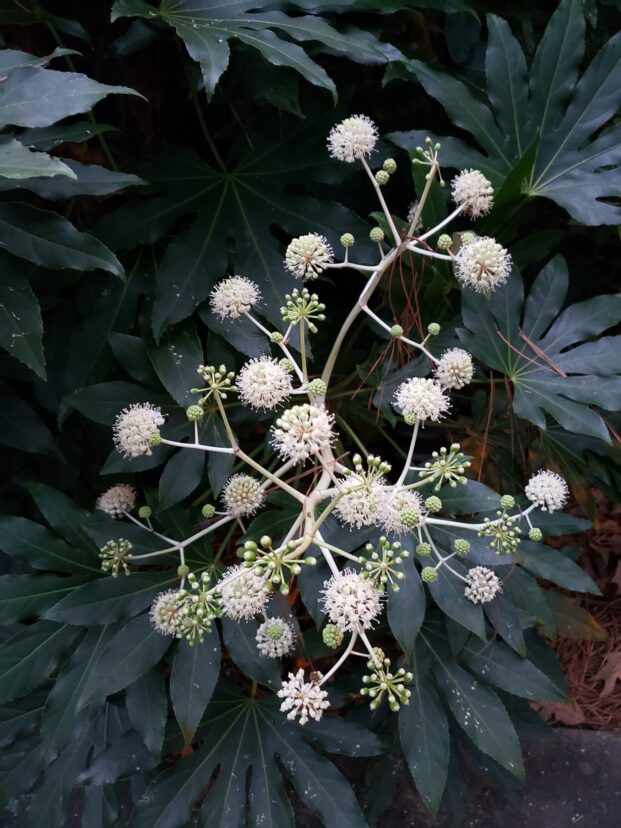 Japanese fatsia.