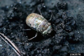 “Large cicada nymphs in soil showing digging forelegs used for feeding on plant roots.”