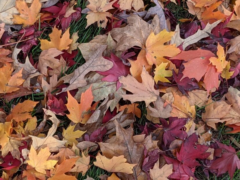 Leaves are beneficial to the garden and provide winter protection juvenile fireflies.