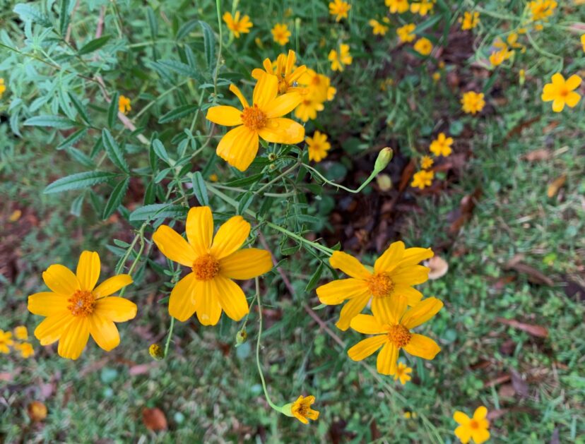 Lemmon’s marigold is a late-blooming, sprawling perennial that needs a bit of space in a mixed border or bed.