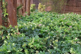 Lenten roses (Helleborus x hybridus) planted underneath large crape myrtles at Riverbanks Botanical Garden.
