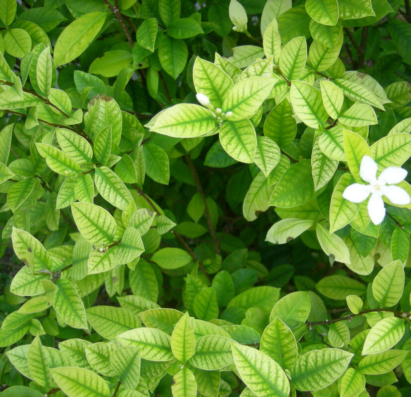 New gardenia leaves showing interveinal chlorosis, with yellow leaf tissue and green veins caused by iron deficiency associated with high soil pH.