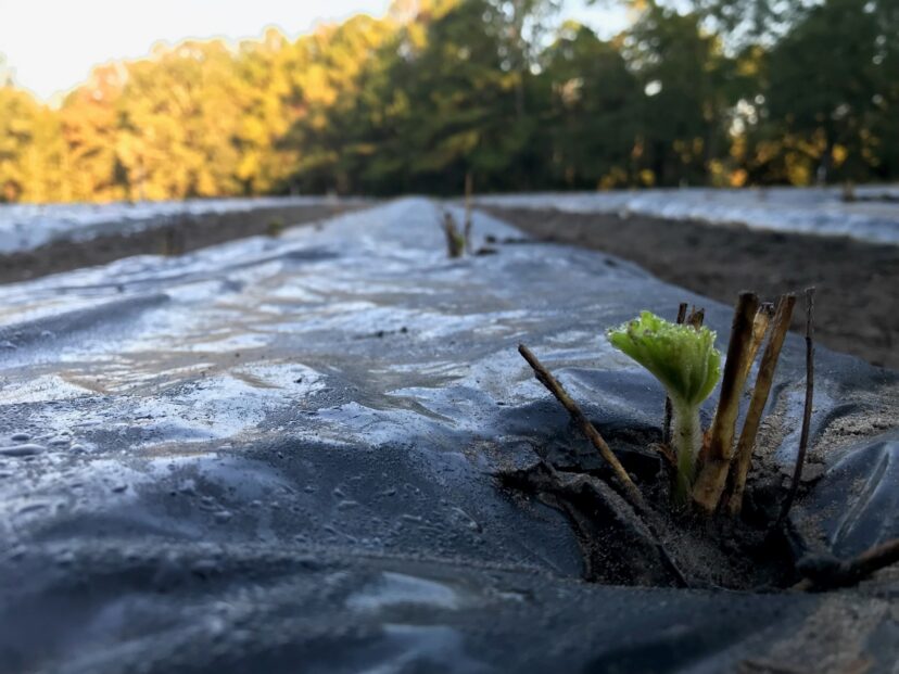 New growth on a cutoff strawberry plant in Berkeley County.