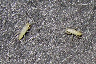 “Newly hatched cicada nymphs with translucent bodies resembling small ants or termites.”