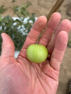 Normal tomato.