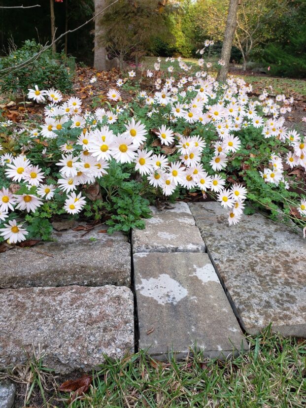 Old-fashioned garden mums.