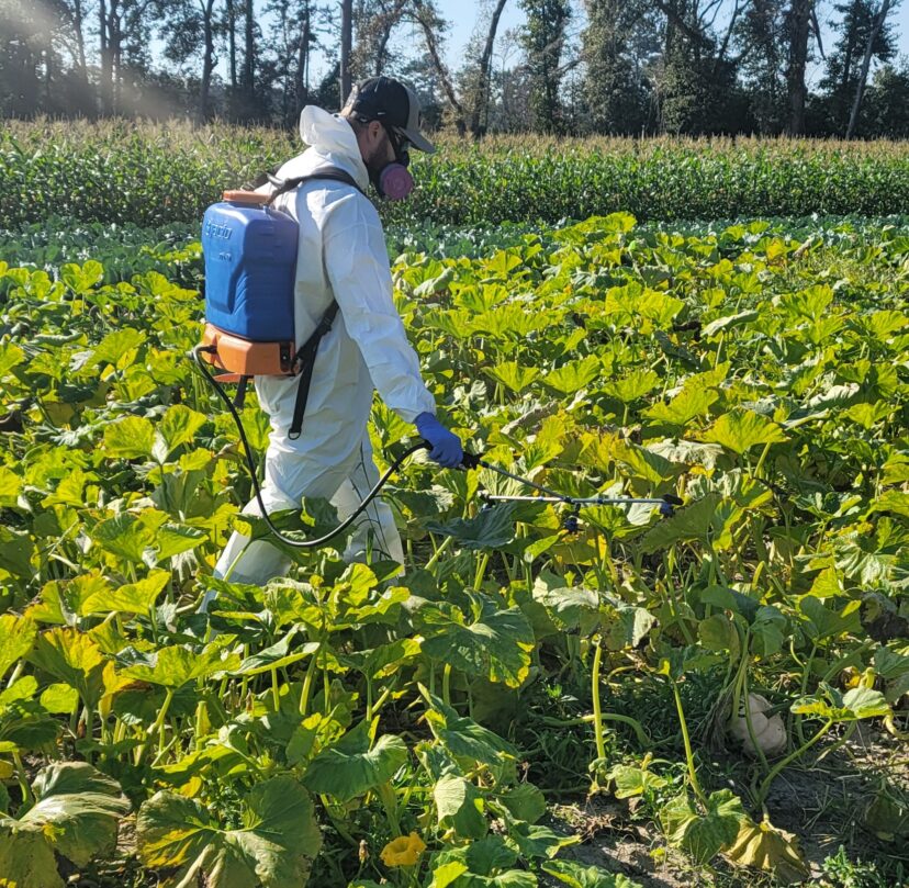 On-going research looking at a new product for cucumber beetle control.
