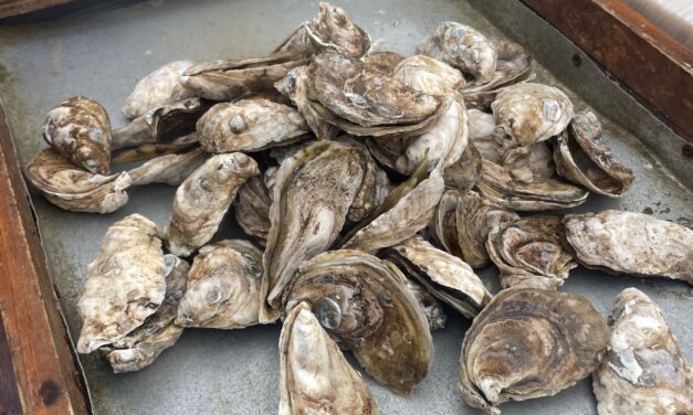 Recycle Your Oyster Shells