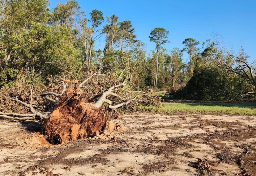 Pecans suffered the most damage from Helene. <br/>Sarah Scott, ©2024, Clemson Extension