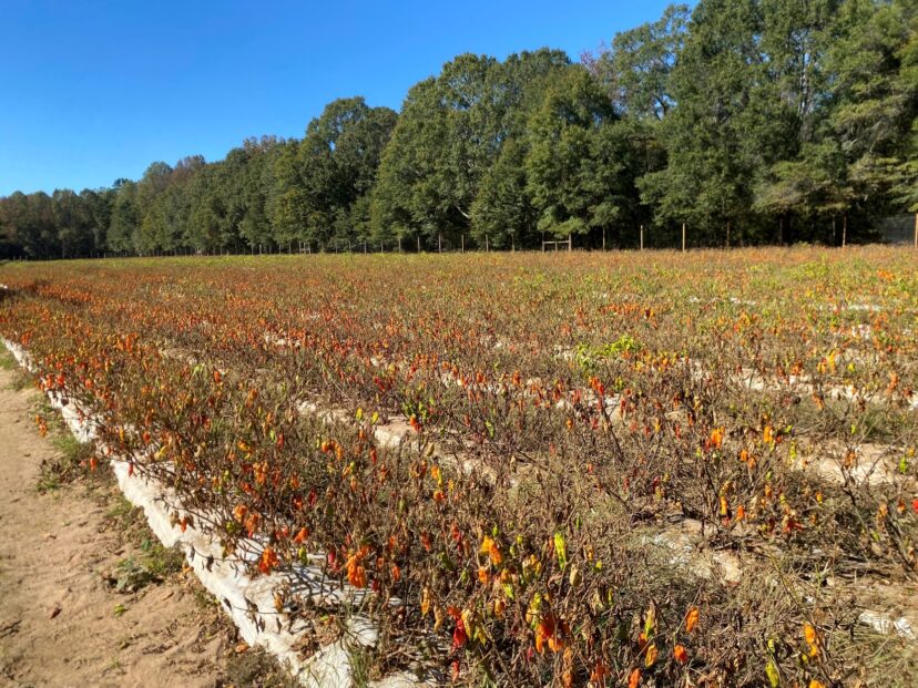 Peppers that were ruined by flooding from Helene.