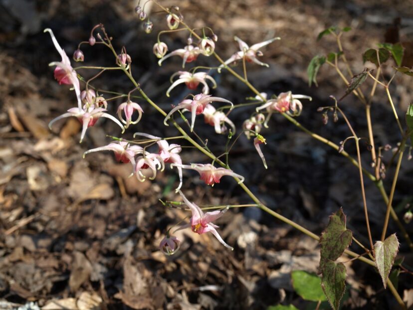 Pink Champagne bishop’s hat (Epimedium x ‘Pink Champagne’) has raspberry pink flowers with long, white spurs.