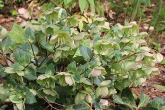 Planted at Riverbanks Botanical Garden, ‘Molly’s White’ (Helleborus x iburgensis ‘Molly’s White’ PP#25,685) from the Frostkiss® series has white flowers and marbled blue-green foliage. It is a hybrid between acaulescent and caulescent species.