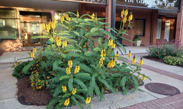 Popcorn Cassia