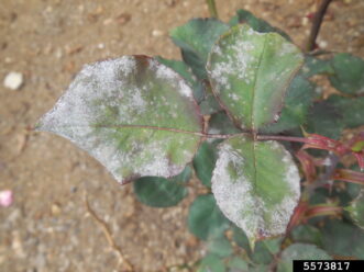 Powdery mildew (caused by Sphaerotheca pannosa var. rosae) on rose foliage.