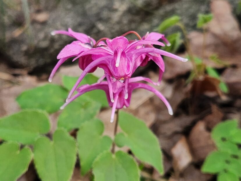 Rose Queen bishop’s hat (Epimedium grandiflorum ‘Rose Queen’) has large, bright pink flowers.