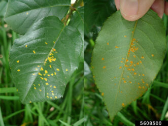 Rust (caused by Phragmidium mucronatum) on rose foliage. The erumpent pustules form on the lower