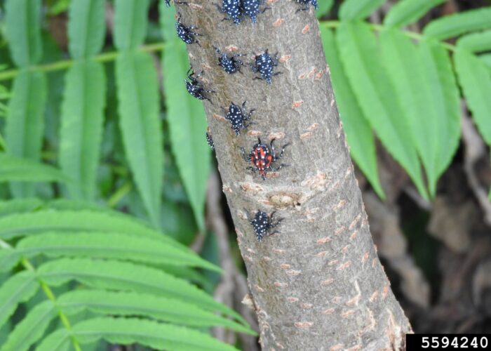 slf-nymphs-come-in-4-instars-or-stages- SLF Nymphs come in 4 instars or stages.