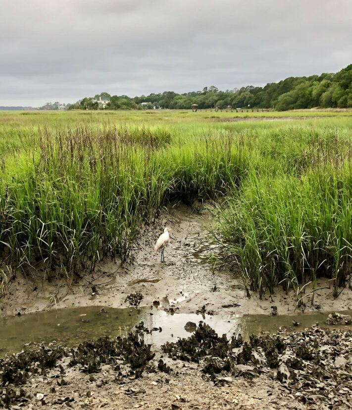 Snowy Egret in marsh at low tide. Here, you can see the oyster reef exposed and the habitat it provides.