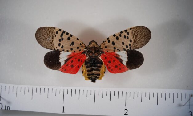 Spotted Lanternfly