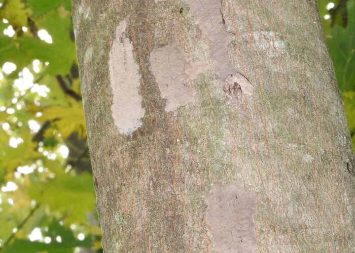 spotted-lanternfly-egg-masses-look-like-smears-of Spotted lanternfly egg masses look like smears of mud.