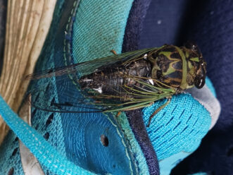 “Close-up photo of an annual dog-day cicada showing camouflage green pattern and wide-set black eyes.”