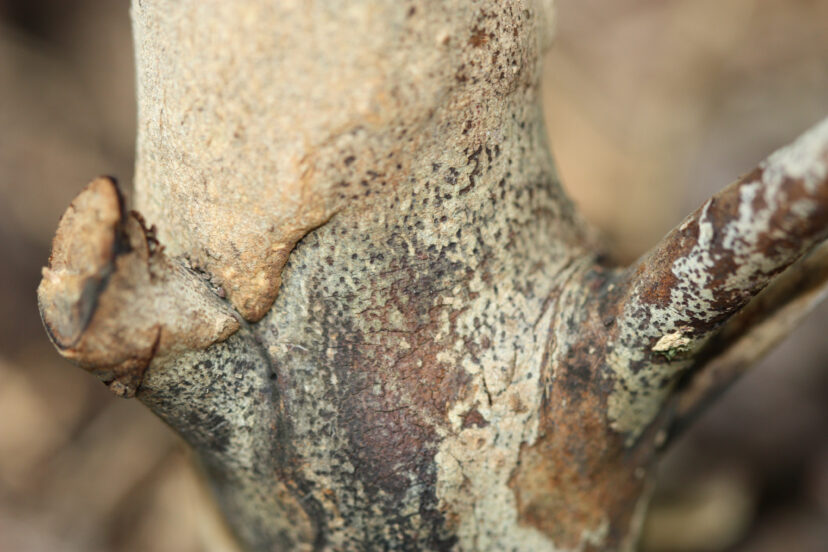 Sunken dark stem canker at the base of a gardenia stem caused by Phomopsis gardeniae, showing the characteristic lesion associated with stem canker.