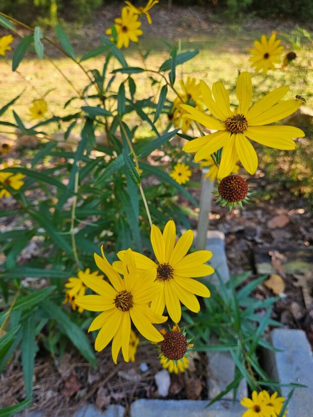 Swamp sunflower.