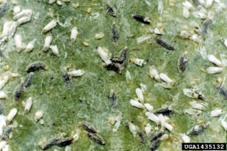 Tea scale insects attached to the underside of a gardenia leaf.