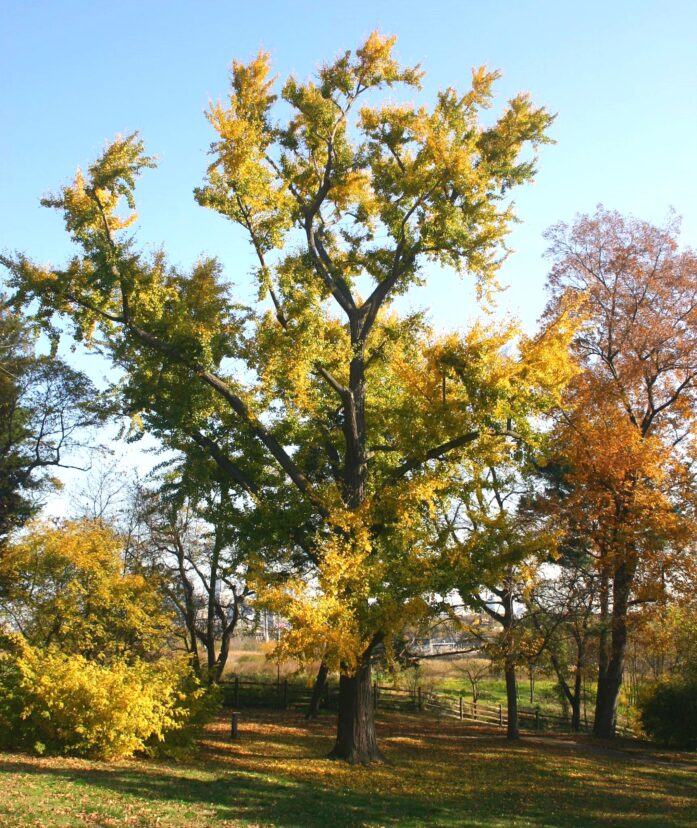 The 240-year-old ginkgo (Ginkgo biloba) William Hamilton gave William Bartram in 1785 can be seen today in Bartram’s Garden in Philadelphia, PA.