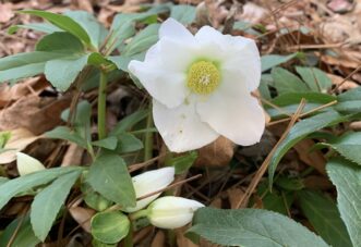 The Christmas rose blooms in the winter when most other plants are dormant.