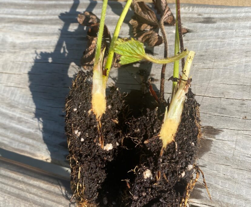 The crown of a new strawberry plug cut open. This crown appears white and healthy.
