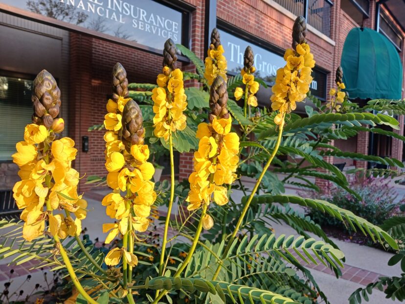 The flower spikes of popcorn cassia can reach 12 inches tall.