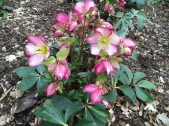 The outward-facing flowers of HGC® Ice N' Roses® Dark Picotee (Helleborus x glandorfensis ‘COSEH 5100’ US PP #32,527) are white in the center with dark pink margins.