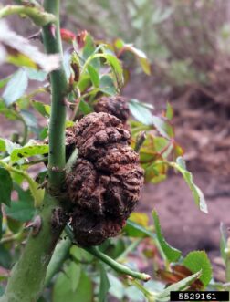 This large, woody crown gall (caused by the soil-inhabiting bacterium Agrobacterium tumefacens) formed at a pruning site. The pruners likely picked up the bacteria from another cut, and they were transferred to this cut stem.