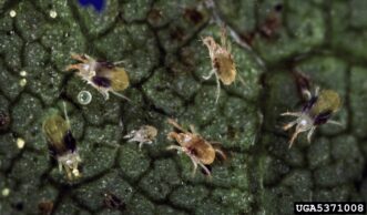 Two-spotted spider mites feeding on the surface of a leaf.