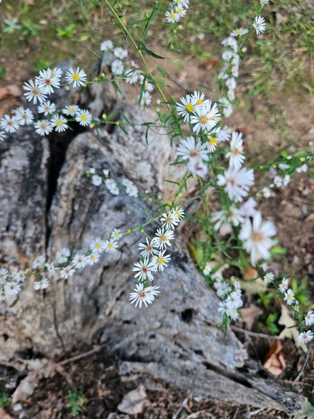 White heath aster.