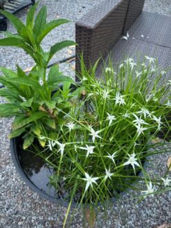 White-top sedge and cardinal flower in a 20-gallon plastic pot