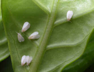 Adult citrus whiteflies clustered on the underside of a gardenia leaf.