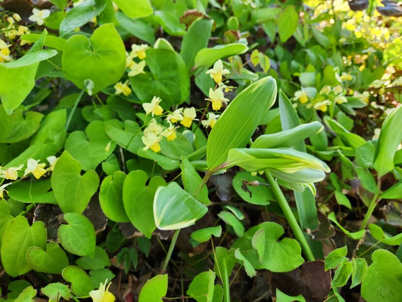 Yellow bishop’s hat (Epimedium x versicolor ‘Sulphureum’) is a wonderful addition to a shade garden. It creates an interesting texture contrast when planted with variegated Solomon’s seal (Polygonatum odoratum var. pluriflorum ‘Variegatum’).