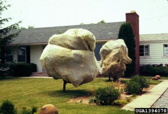 “Young tree covered with fine protective netting to prevent cicada egg-laying damage.”