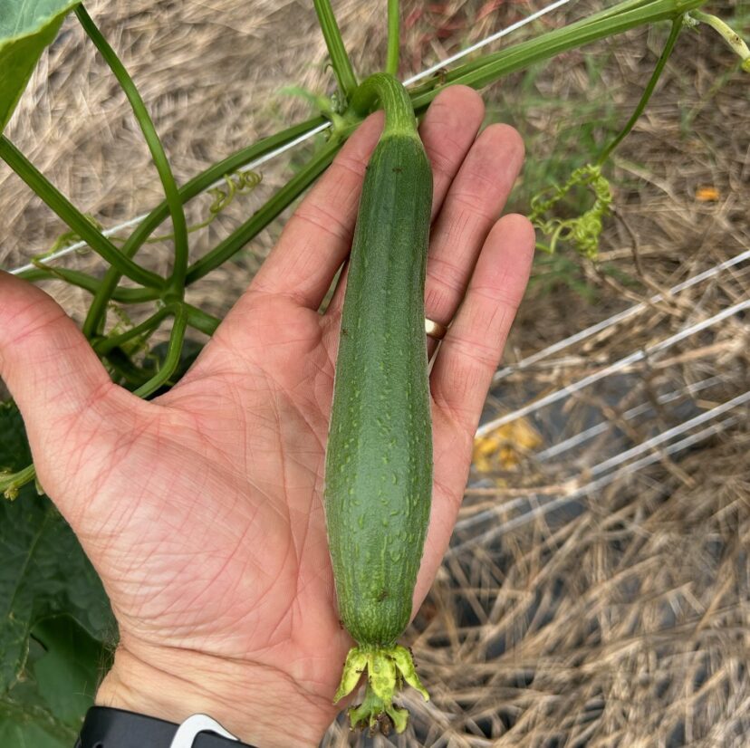 Luffa gourd (Luffa aegyptiaca).
