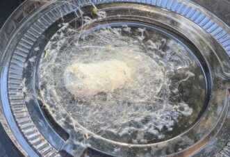 A Jorō spider egg sac laid in captivity. Note the loose webbing that binds the egg mass to the substrate (in this case, a plastic lid). The eggs, which range from pink to brown in color, have been glued into an oval-shaped mass that is firm to the touch. 