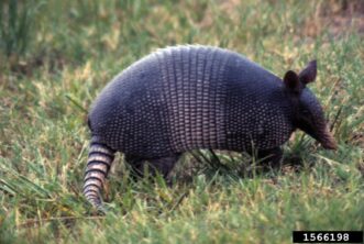 The nine-banded armadillo is identified by the nine bands that wrap around its torso.