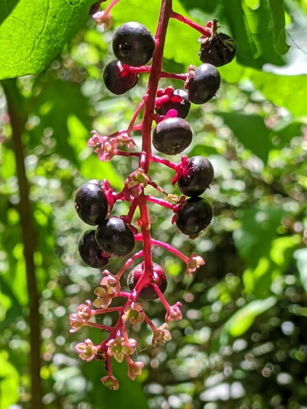 Pokeberries forming.
