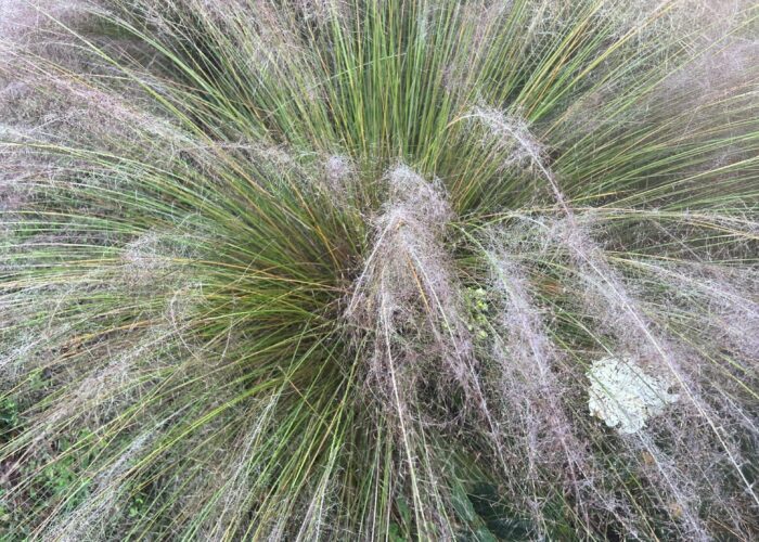 Ornamental grasses have great form for the winter landscape.