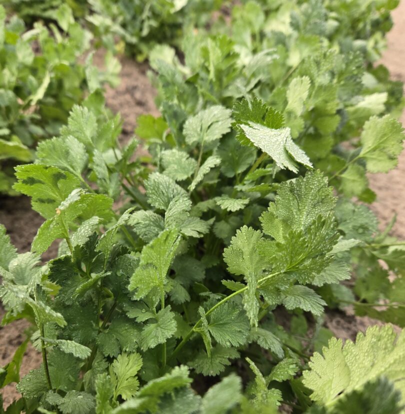 Cilantro is growing well in the Midlands.