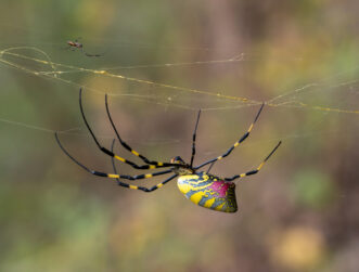 A smaller brown male Jorō spider (upper left) next to a large mature female.