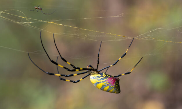The Jorō Spider